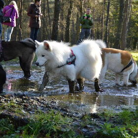 poolhondenwandeling
