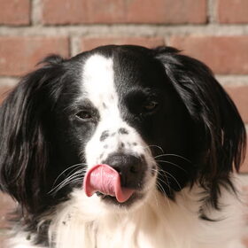Hondenfoto van Angelique; Bruno, Charlie & Fenna  