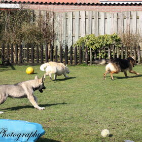 Hondenfoto van Tamara - Abby, Anna, Jamie, Aylin & Suki