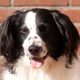 Hondenfoto van Angelique; Bruno, Charlie & Fenna  