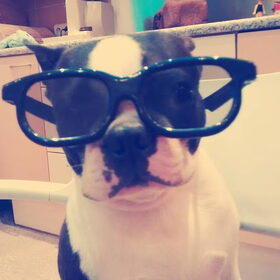 Angus is heel lief en heel slim... En hier draagt hij een mooie…