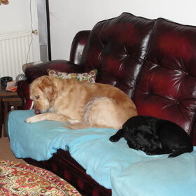 Hier onze Lady met de Labrador (Fahra) van mijn dochter.