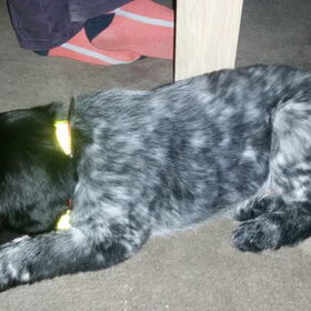 Dit is Olly