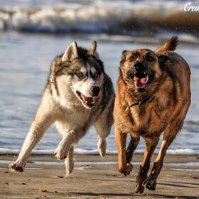 Hondenfoto van Tiffani & Pepper 