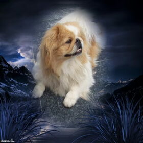 Hondenfoto van roxanne & balou