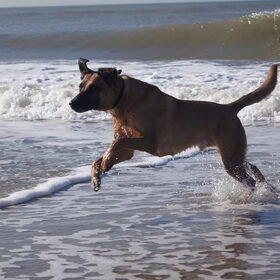 Hondenfoto van Vrouwtje van Denzel en Diva (R.I.P. Dixie)