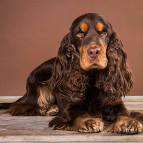 Hondenfoto van  Valérie, Milo en Noa