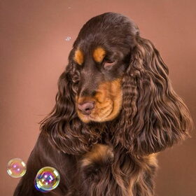 Hondenfoto van  Valérie, Milo en Noa