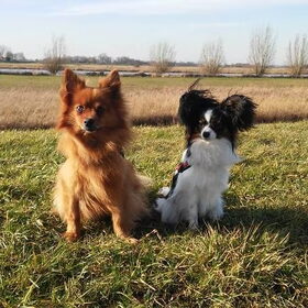 Hondenfoto van Barbara, Vos, Quin en Boo
