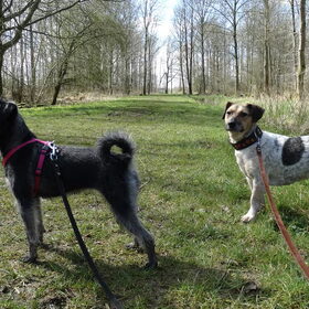 Hondenfoto van Ciska en Spanjaardje Moh (Bambi r.i.p.)