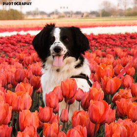 Hondenfoto van Angelique; Bruno, Charlie & Fenna  