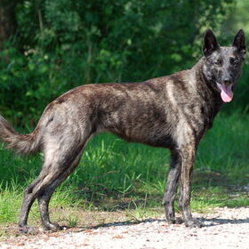 Hondenfoto van Dutchshepherdteam 