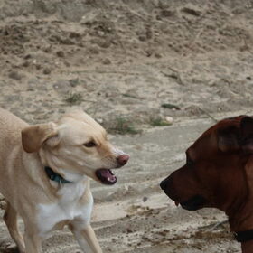Hondenfoto van Vera met Abby & Cantor !