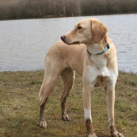 Hondenfoto van Vera met Abby & Cantor !