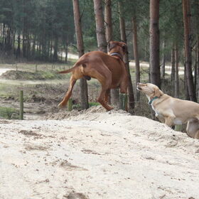 Hondenfoto van Vera met Abby & Cantor !
