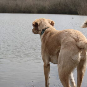 Hondenfoto van Vera met Abby & Cantor !