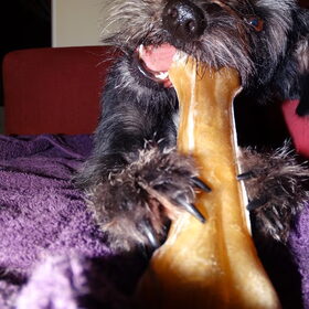Hondenfoto van Ciska en Spanjaardje Moh (Bambi r.i.p.)