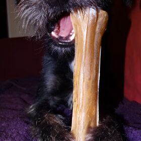 Hondenfoto van Ciska en Spanjaardje Moh (Bambi r.i.p.)
