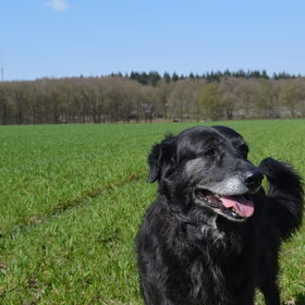 Hondenfoto van Vera met Abby & Cantor !