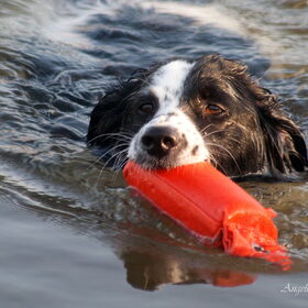 Hondenfoto van Angelique; Bruno, Charlie & Fenna  