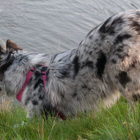 Hondenfoto van Angelique; Bruno, Charlie & Fenna  