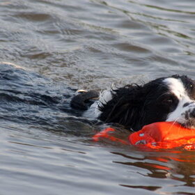 Hondenfoto van Angelique; Bruno, Charlie & Fenna  