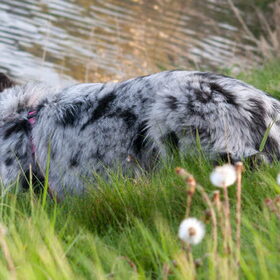 Hondenfoto van Angelique; Bruno, Charlie & Fenna  