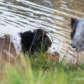 Hondenfoto van Angelique; Bruno, Charlie & Fenna  