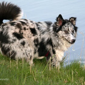 Hondenfoto van Angelique; Bruno, Charlie & Fenna  