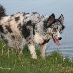 Hondenfoto van Angelique; Bruno, Charlie & Fenna  