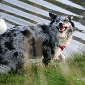 Hondenfoto van Angelique; Bruno, Charlie & Fenna  