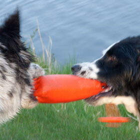 Hondenfoto van Angelique; Bruno, Charlie & Fenna  