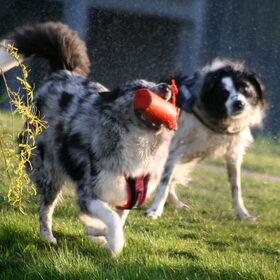 Hondenfoto van Angelique; Bruno, Charlie & Fenna  