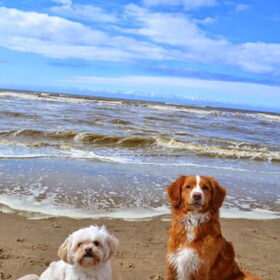 Hondenfoto van Sigrid, Sandy, Diva & Nala