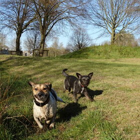 Hondenfoto van Ciska en Spanjaardje Moh (Bambi r.i.p.)