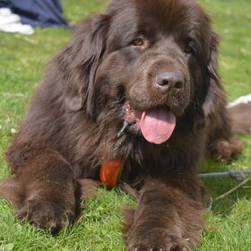 Hondenfoto van Jeanine :)