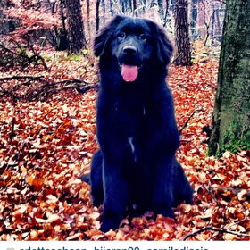 Hondenfoto van Anouk & Balou<3