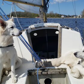 Hondenfoto van Floor, Bouncer & Tank