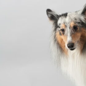 Hondenfoto van Manon, Silver Sky&Malaika