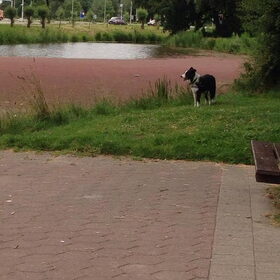 Fly in het park