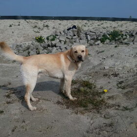 Hondenfoto van ..Nadine&Denzel..