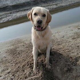 Hondenfoto van ..Nadine&Denzel..