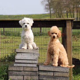 Hondenfoto van Inge, baasje van Gina, Flynn en Wobbe