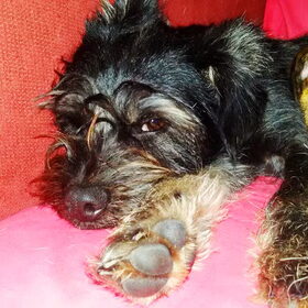 Hondenfoto van Ciska en Spanjaardje Moh (Bambi r.i.p.)