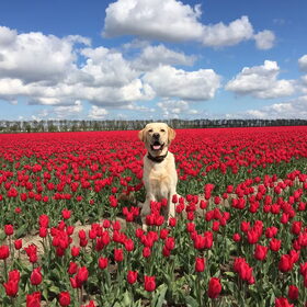 Hondenfoto van ..Nadine&Denzel..