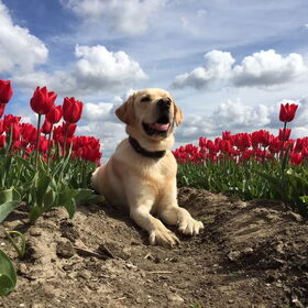 Hondenfoto van ..Nadine&Denzel..