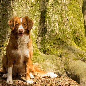 Hondenfoto van Luan en Lenne