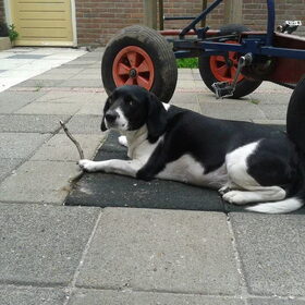 Hondenfoto van Michelle, baasje van Scotty en kater Charlie †
