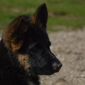 Hondenfoto van Lisanne, Misha, Tessa&Arrow