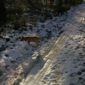Onze speurhond :)
